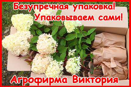 Формирование и обрезка кустов
